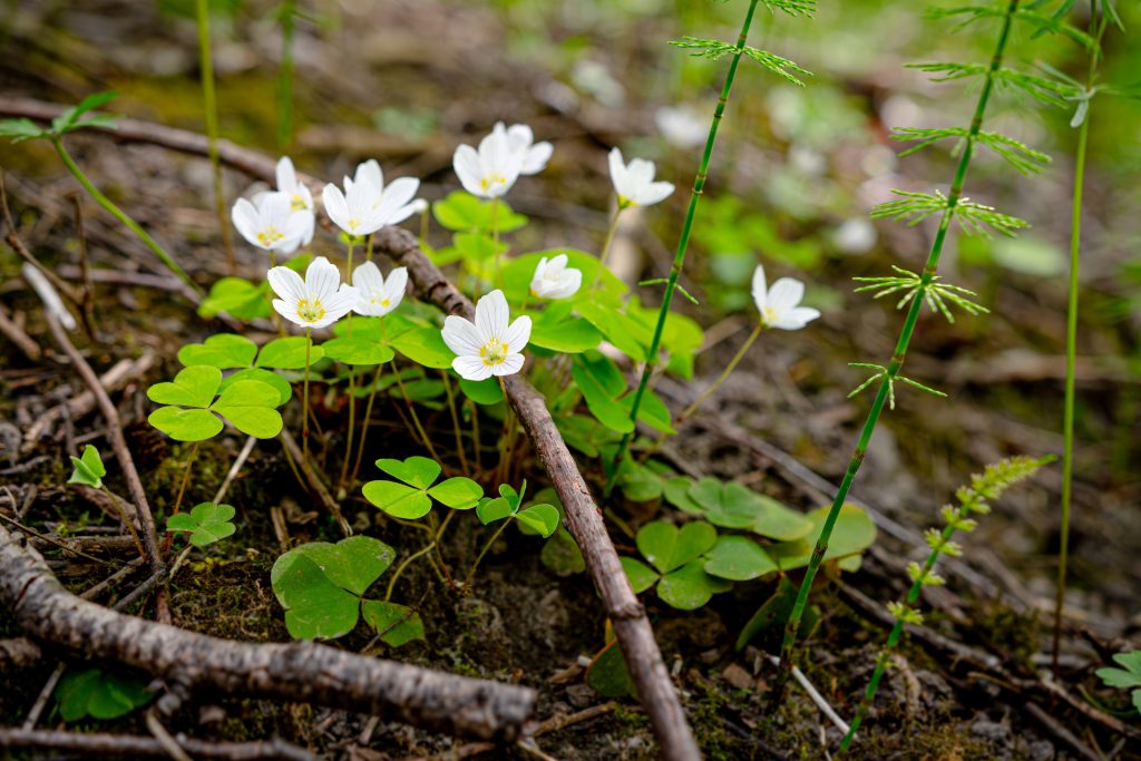 Kuvassa on valkoisia kevätkukkia metsässä.